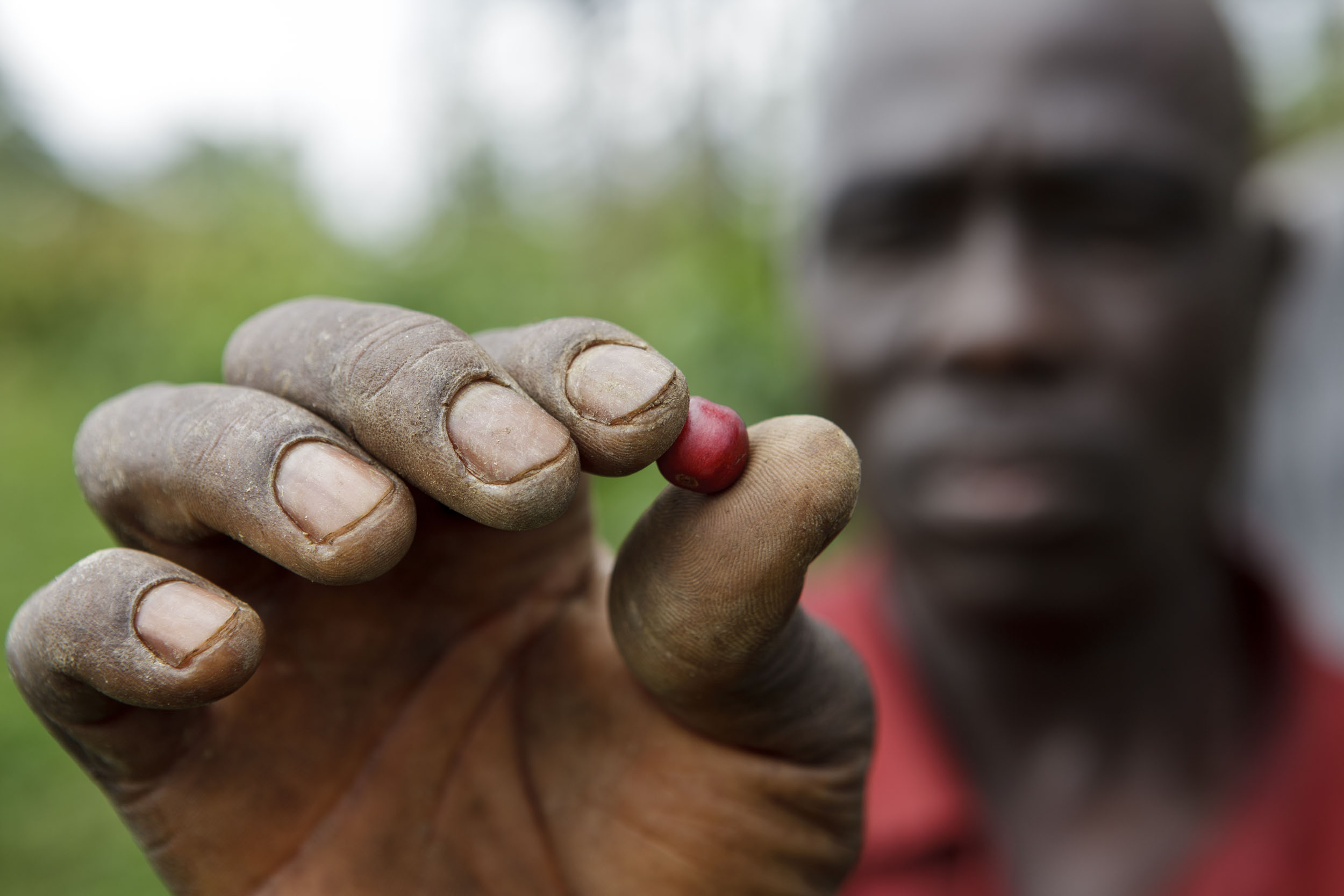 Planteur de café tenant une cerise de café fraîchement cueillie entre ses doigts tendus vers l'objectif, la main et la cerise sont nets, son visage est flou