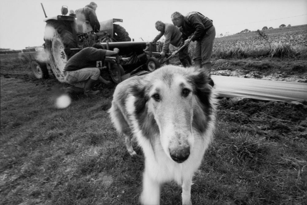 Portrait d'un chien curieux dans la campagne qui regarde dans l'objectif, à l'arrière plan, 4 hommes s'affairent autour d'un tracteur