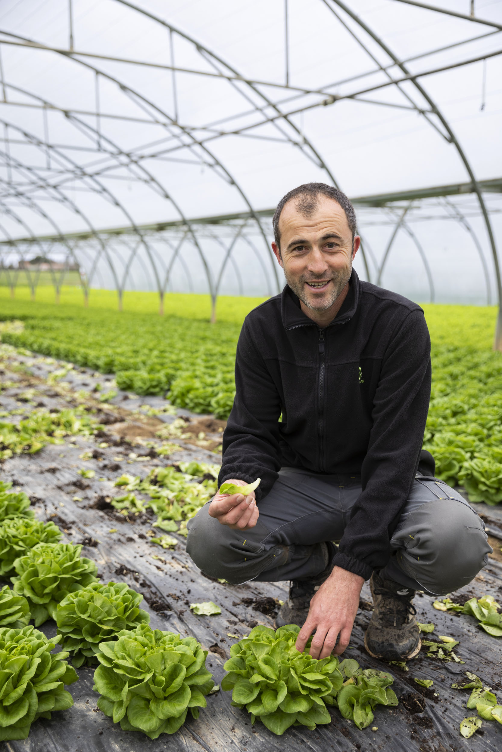 Portrait d'un maraîcher souriant accroupit dans une serre au milieu des salades vertes, il regarde dans l'objectif